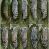 musch cribrellum pupa3 volg111